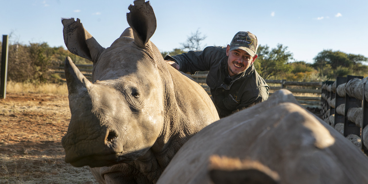 Help Quinton de Kock protect the Rhino